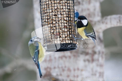 Image of Feeding birds