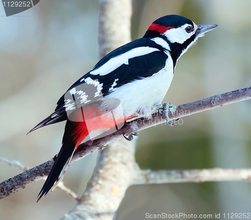 Image of Great spotted woodpecker