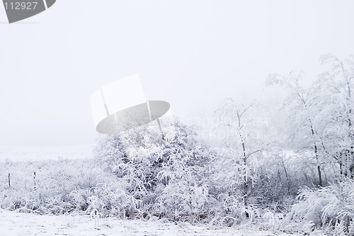 Image of Prairie Fog