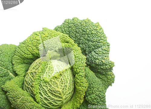 Image of Cabbage