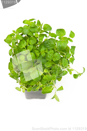 Image of Oregano