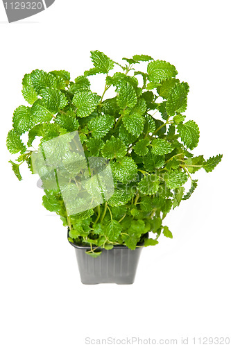 Image of Lemon balm