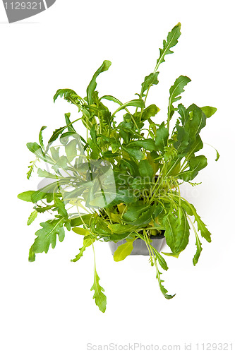 Image of Arugula