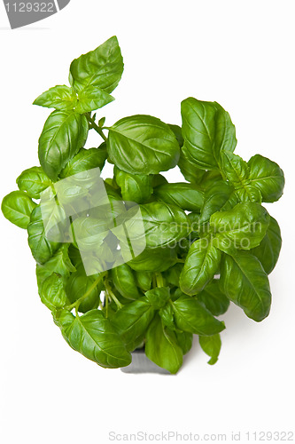 Image of Basil