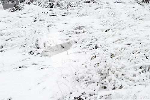 Image of Snow Grass