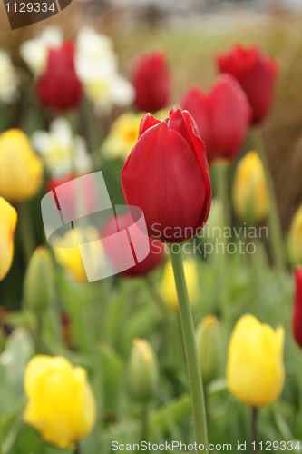 Image of Red tulip