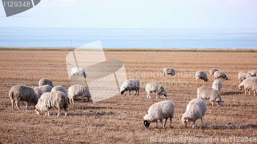 Image of Sheep on grassland