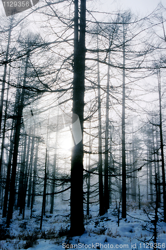 Image of Landscape of snowy forest in winter morning