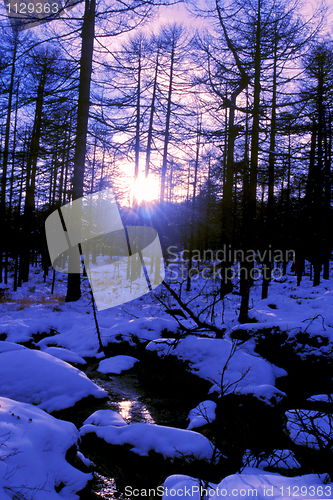 Image of Landscape of snowy forest in winter morning