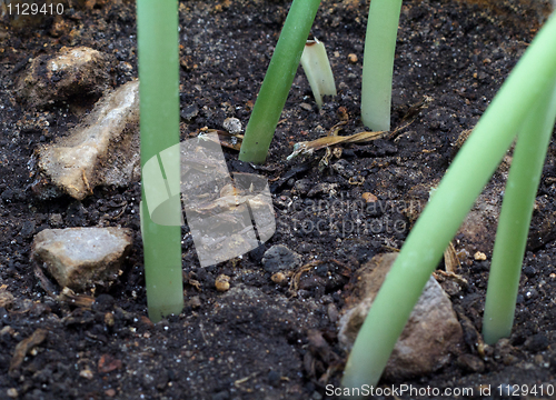 Image of Green sprout