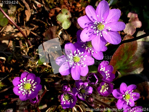 Image of Blue anemone