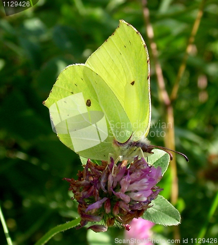 Image of Yellow butterfly