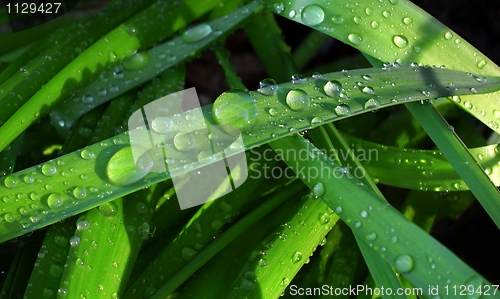 Image of Green leaf after rain