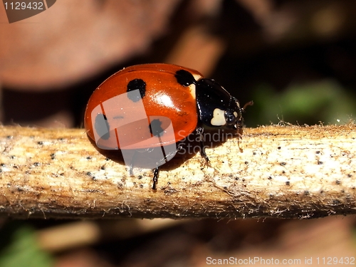 Image of Ladybird