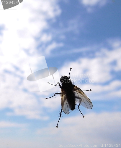 Image of Fly on window