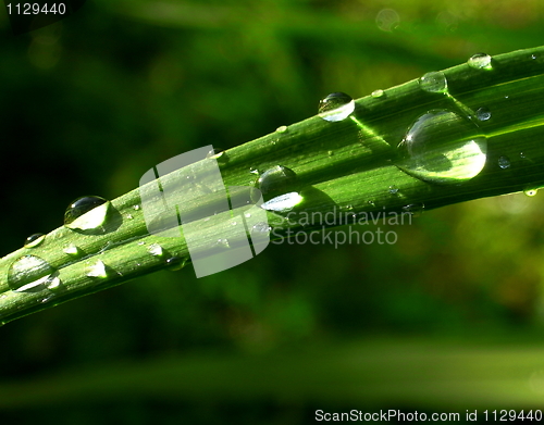 Image of Raindrops on green leaf