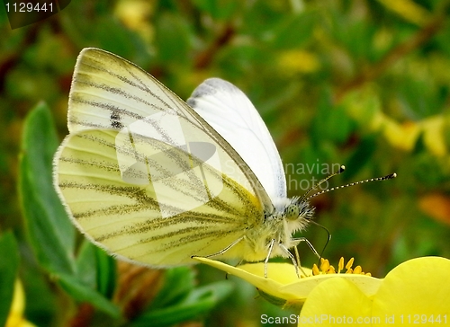 Image of Butterfly