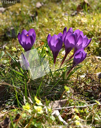 Image of Crocus