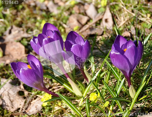 Image of Crocus