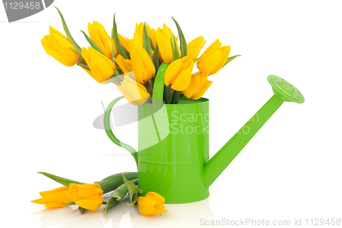 Image of  Tulip Flower Beauty