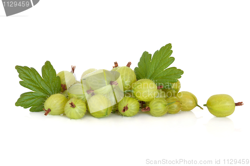 Image of Gooseberry Fruit