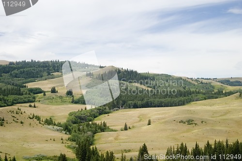 Image of Cypress Hills