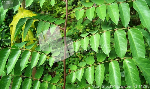 Image of green leaves tree