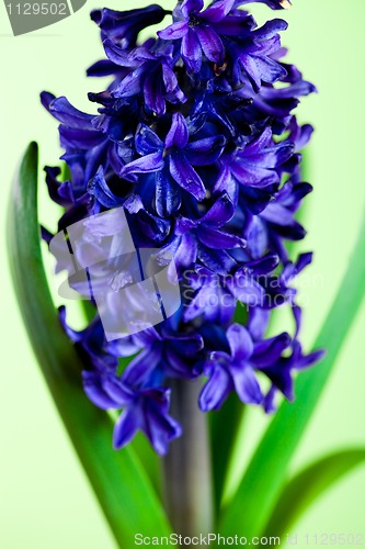 Image of blue hyacinth 