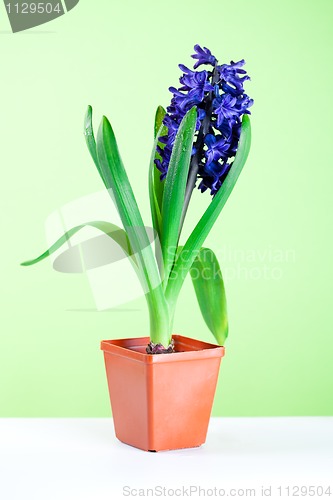 Image of  hyacinth blossom in pot