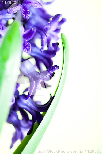 Image of blue hyacinth 