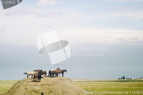 Image of King of the Hill