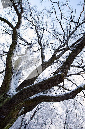 Image of Tree in frost