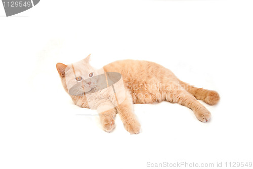 Image of Red cat