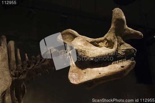 Image of Dinosaur Skeleton