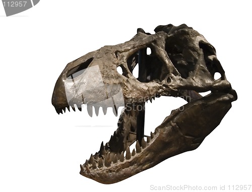 Image of Tyrannosaurus Rex Skull