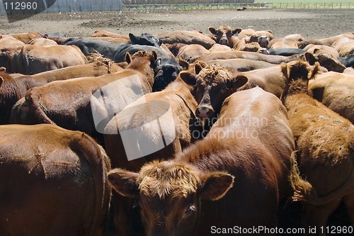 Image of Feeding Bunks