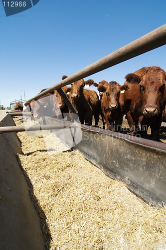 Image of Feeding Bunks