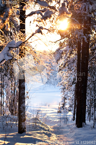 Image of winter forest
