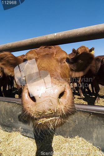 Image of Feeding Bunks