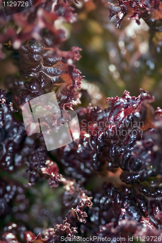 Image of Leaves of red salad