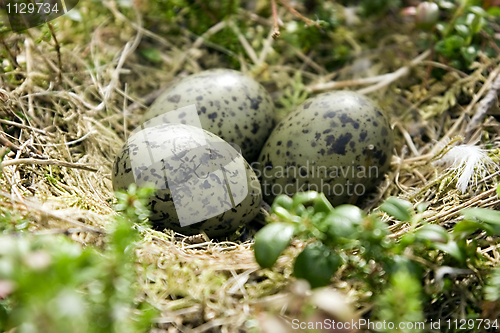 Image of Eggs in a nest