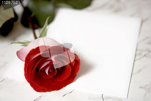 Image of Red rose
