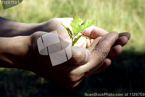 Image of Small tree in hands
