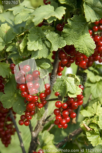 Image of Bush with berries of a red currant