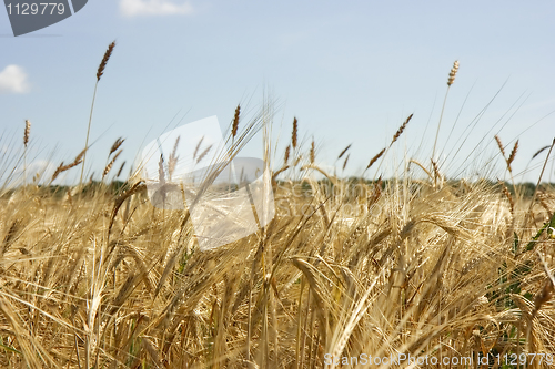 Image of Yellow cereal field