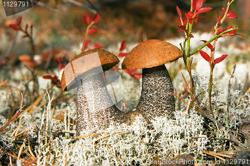 Image of Aspen mushrooms in wood