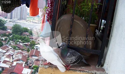 Image of two pigeon dating at high place
