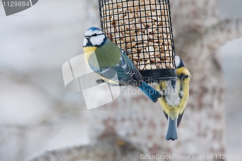 Image of Blue tits