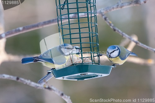 Image of Feeding blue tits