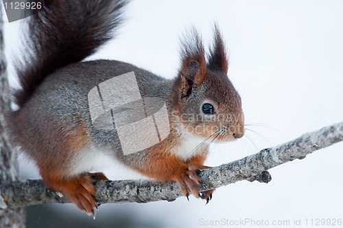 Image of Red squirrel